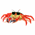crabes-07.gif