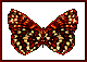 papillons-18.gif