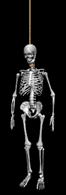 skelet2.gif