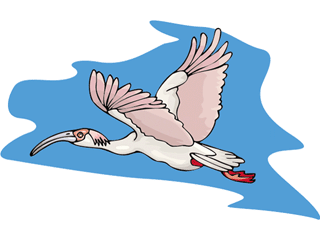 ibis.gif