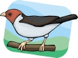 cardinalbird.gif