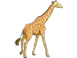 giraffe2.gif