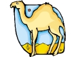camel.gif