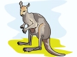 kangaroo4.gif