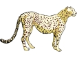 leopard3.gif