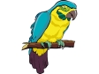 macaw2.gif