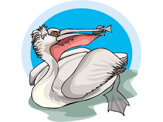 pelican4.gif