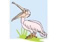 pelican5.gif