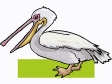 pelican6.gif