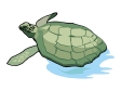 turtle21.gif