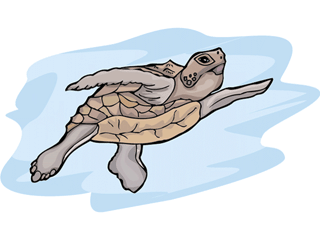 turtle18.gif