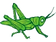 green_grasshopper.gif