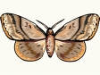 butterfly24.gif