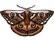 butterfly38.gif