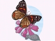 butterfly42.gif