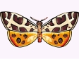 butterfly46.gif