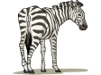 zebra2.gif