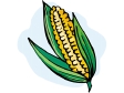 corn2.gif