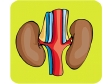 kidney.gif