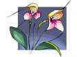 orchid11.gif