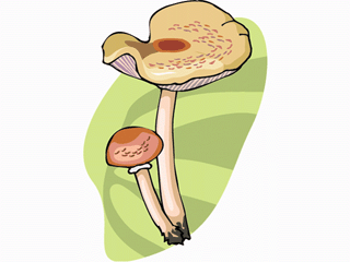 mushroom33.gif
