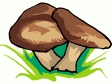 mushroom14.gif