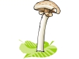 mushroom16.gif