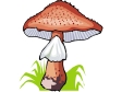 mushroom41.gif