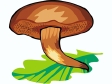 mushroom43.gif
