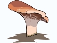 mushroom52.gif