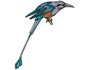 birdlongtail.gif