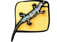 salamander2.gif