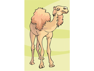 camel2.gif