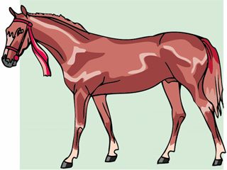 horse11.gif