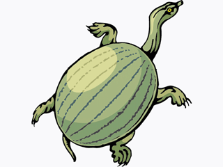 turtle22.gif