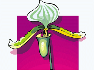 orchid14.gif