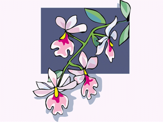 orchid3.gif