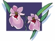 orchid10.gif