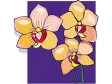 orchid13.gif