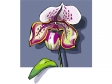 orchid2.gif