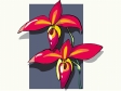 orchid5.gif