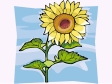 sunflower1212.gif