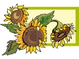 sunflower21212.gif
