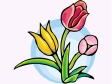 tulip1312.gif