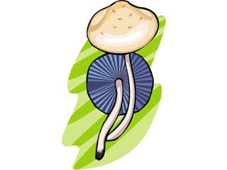 mushroom44.gif