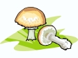 mushroom37.gif