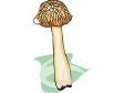 mushroom54.gif