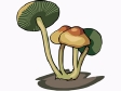 mushroom66.gif
